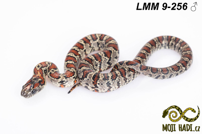 hadi na prodej, mládě, český chov hadů, odchov hadů, mojihadi.cz, lampropeltis mexicana mexicana, Mexican Kingsnake, korálovka mexická, granite germane linie, Nucha stripe, granite chadima line